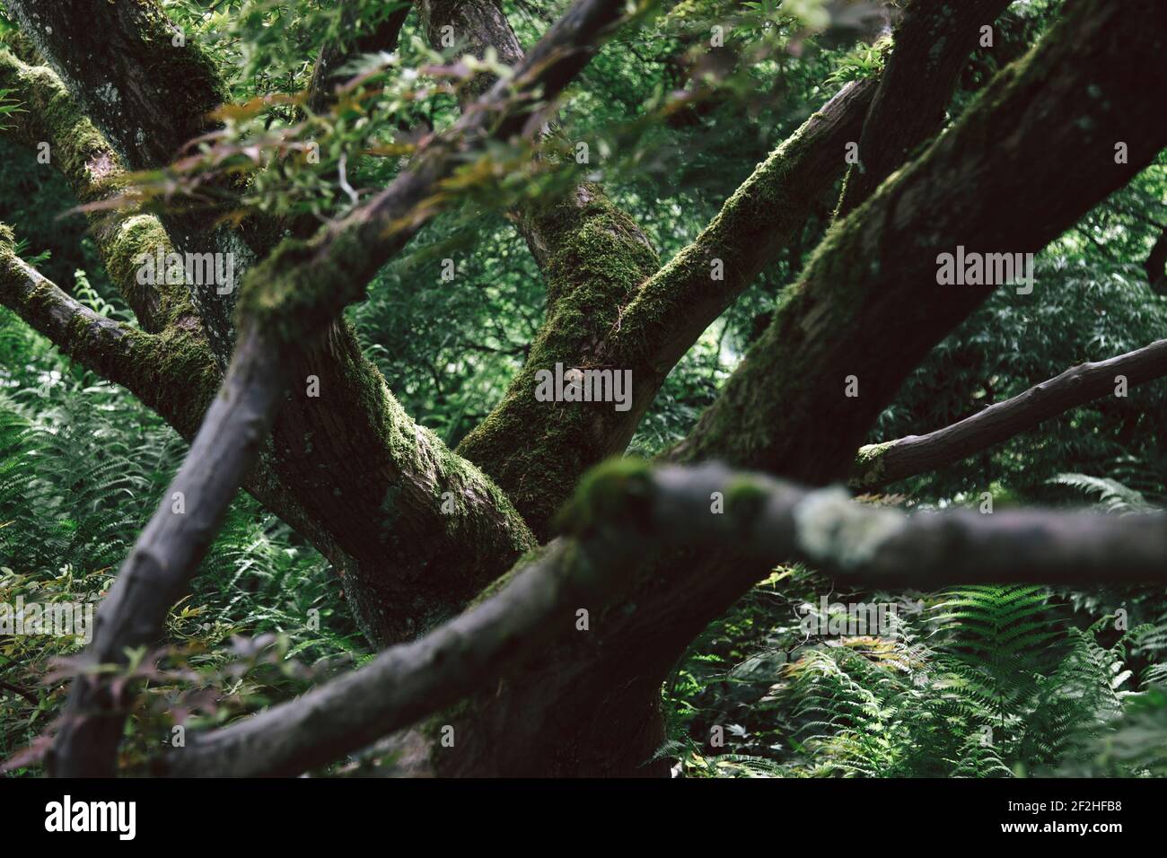 Foresta, albero, dettaglio, rami, muschio Foto Stock