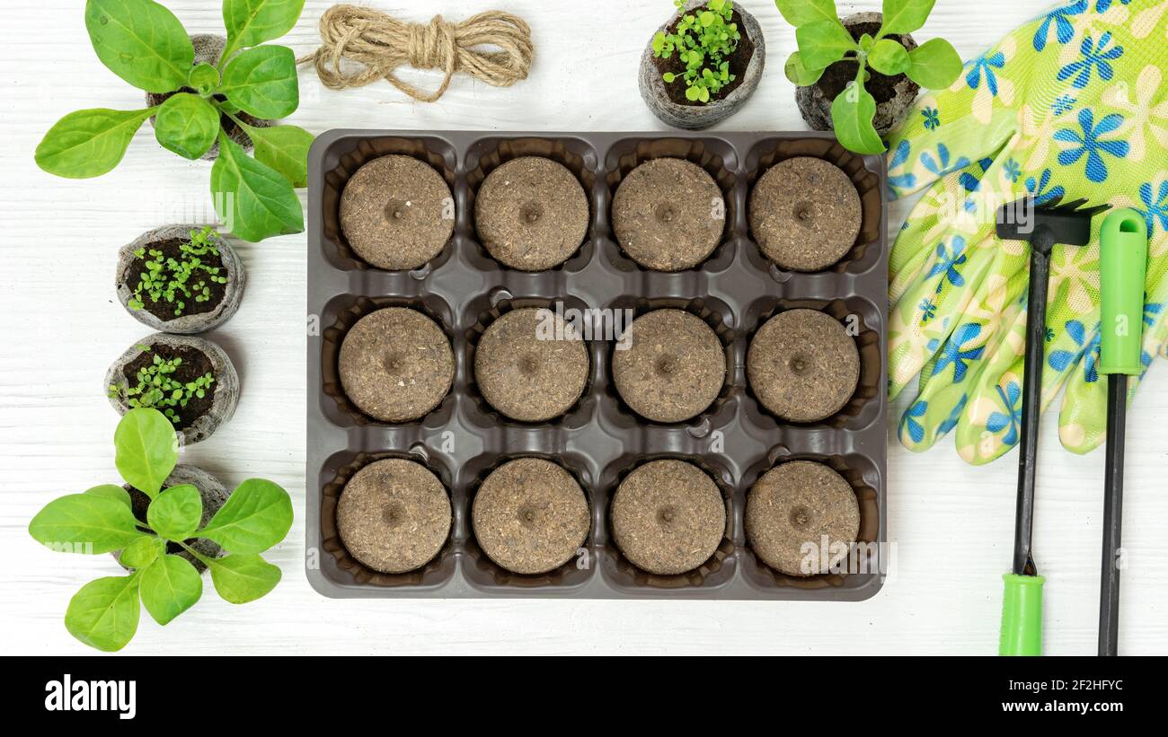 Come usare i pellet di torba pressati non rivestiti nelle istruzioni dei contenitori delle cellule. Fase 1. Porre le compresse di torba o cocco compresse nella sede appropriata Foto Stock