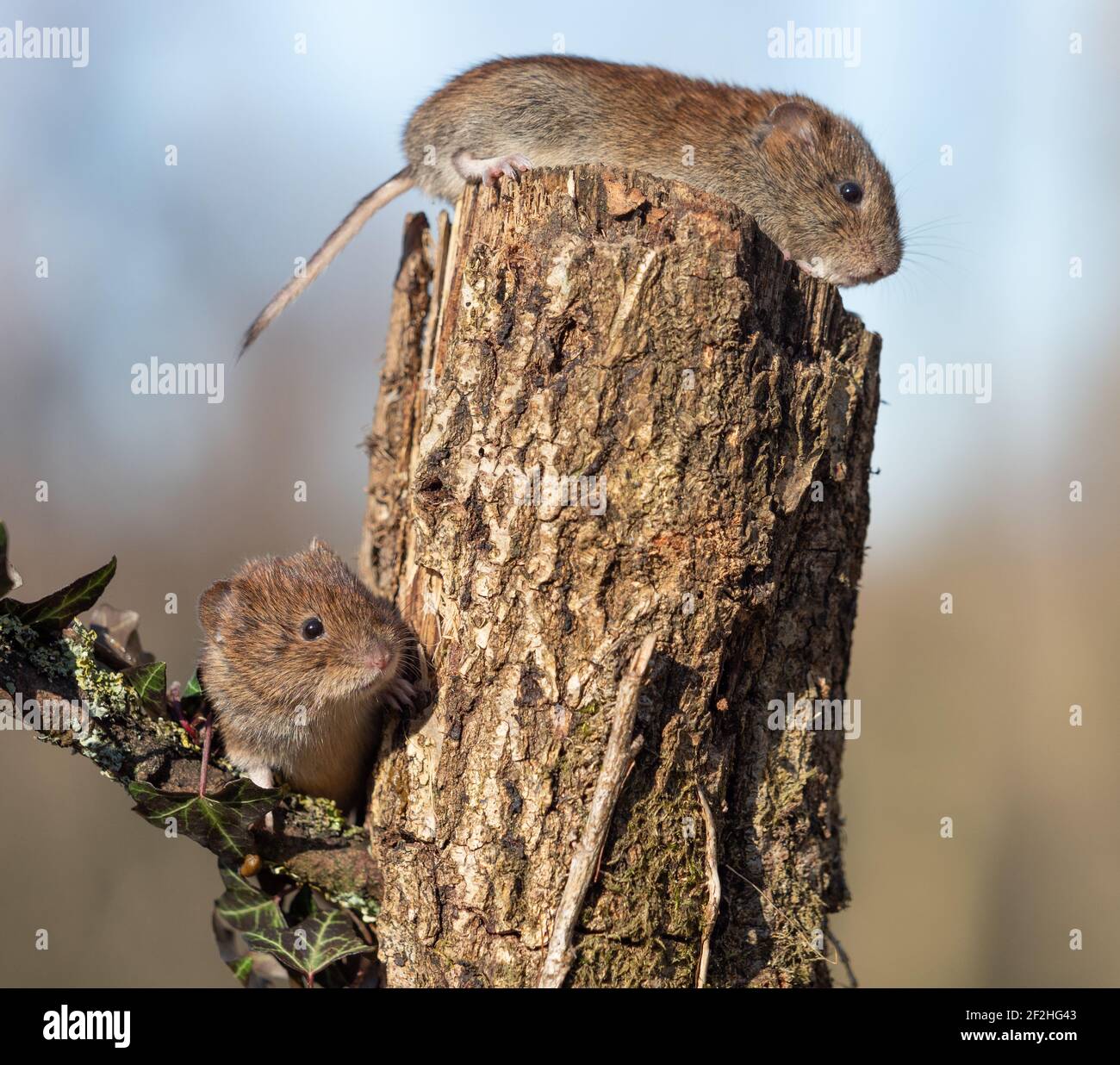 Arvicola del campo Foto Stock