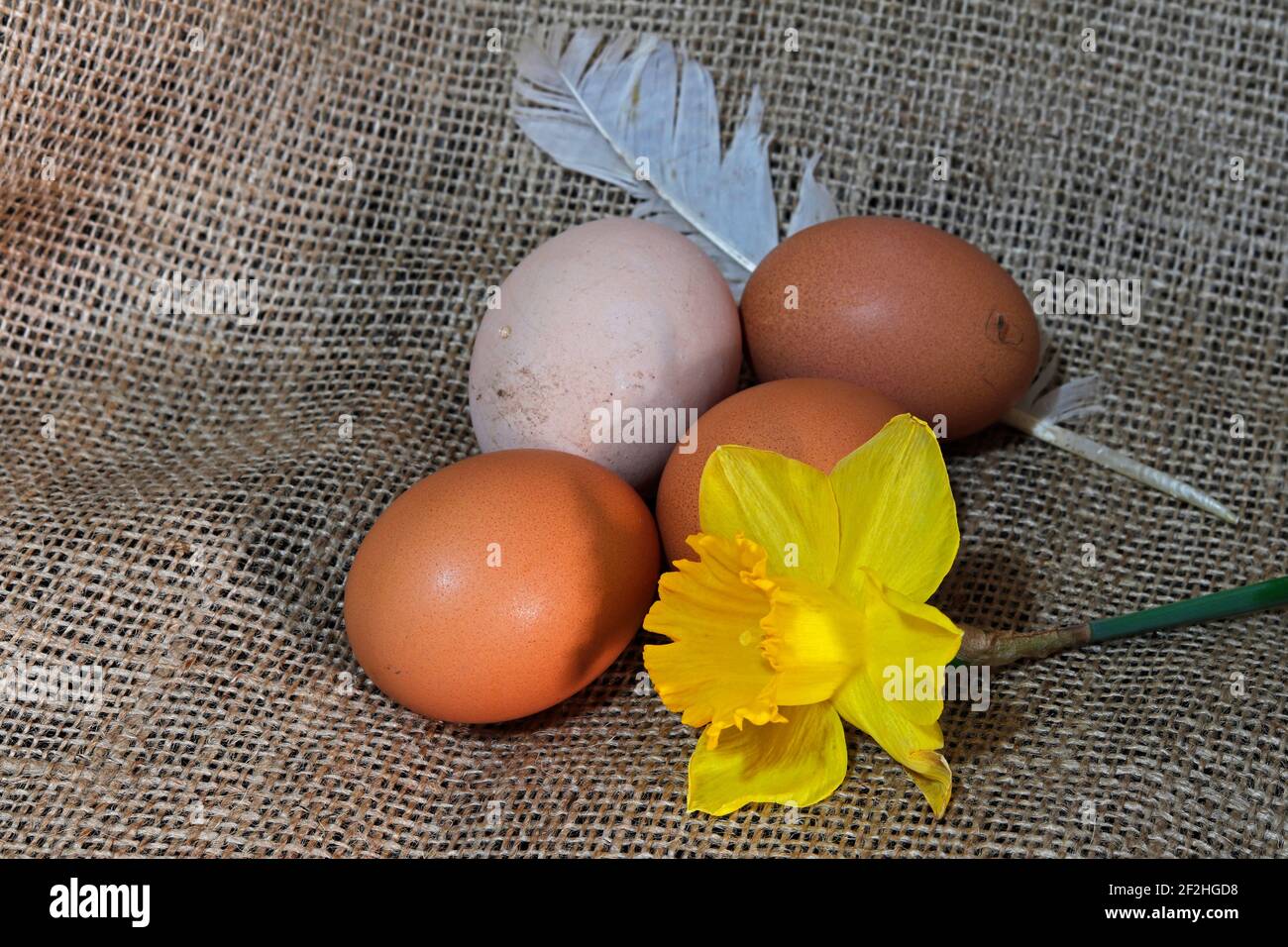 Uova biologiche fresche, un fiore di narciso giallo e una piuma su tessuto di tela Foto Stock