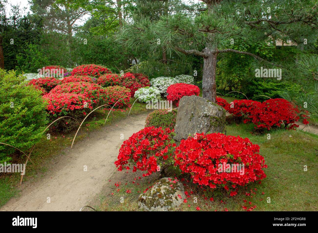 Incredibile fiore di azalea rossa in giardino giapponese a Potsdam (maggio 24), Land Brandeburgo, quartiere di Berlino Foto Stock