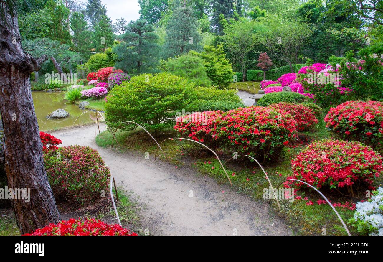 Incredibile fiore di azalea rossa nel giardino di japanese3 a Potsda (maggio 24), terra di Brandeburgo Foto Stock