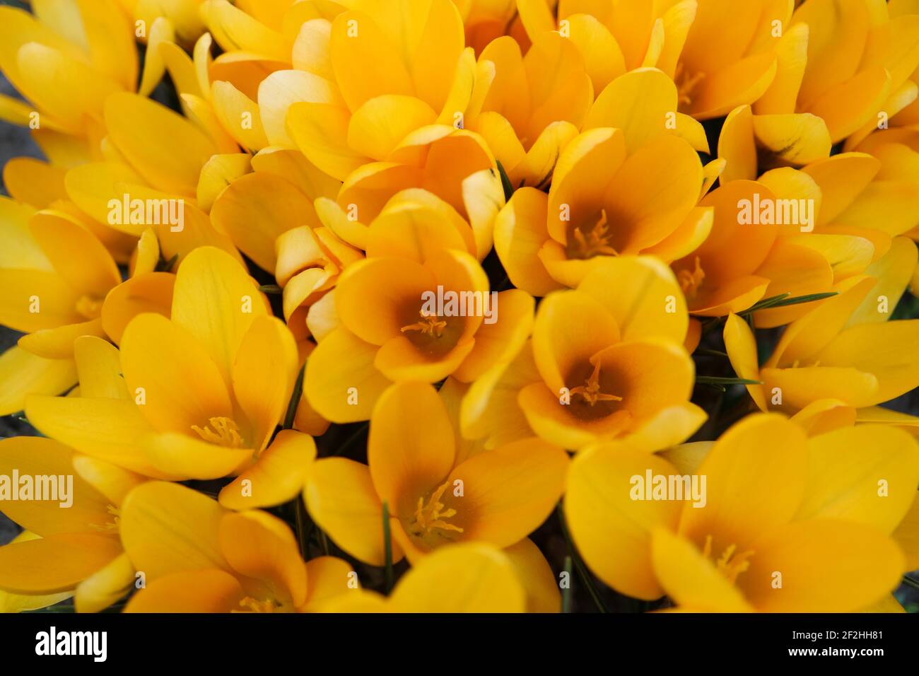 Croci gialle ocra con petali morbidi e resistenza, croci gialle in fiore nel giardino, fiori macro primavera, foto floreale, macro pho Foto Stock