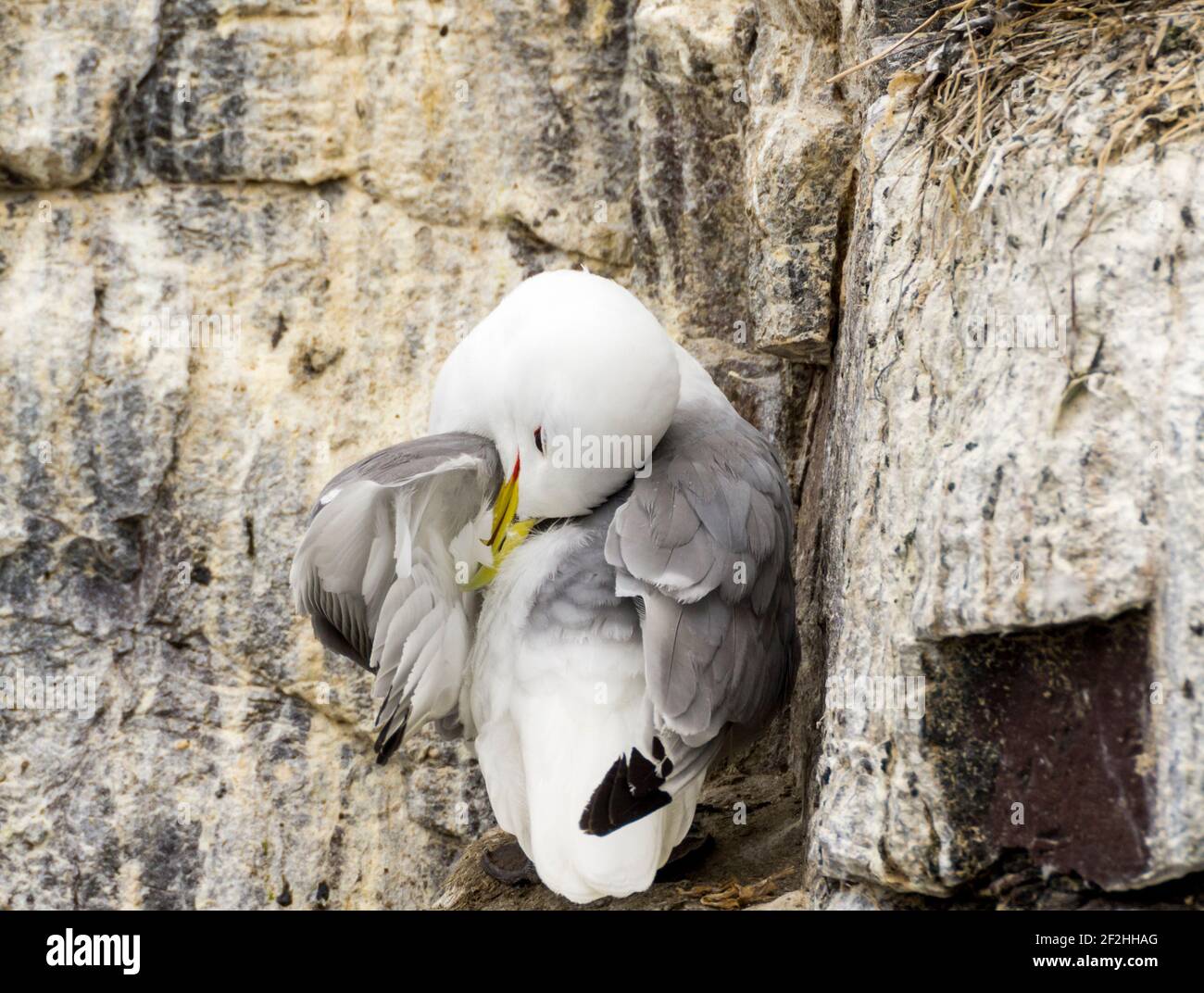 Kittiwake (Rissa tridactyla) Si prefissa su una piccola sporgenza della scogliera sulla Farne Isole Regno Unito Foto Stock