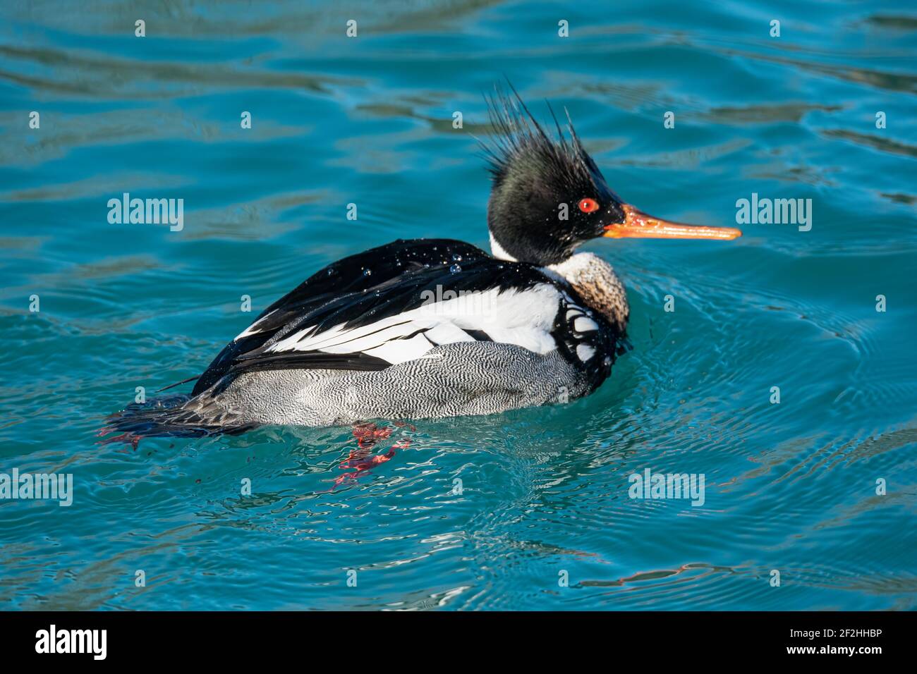 Un Merganser rosso in attesa della sua prossima opportunità di immersione per un pesce. Presso il canale di spedizione di Sturgeon Bay, situato a Sturgeon Bay, Door County. Foto Stock