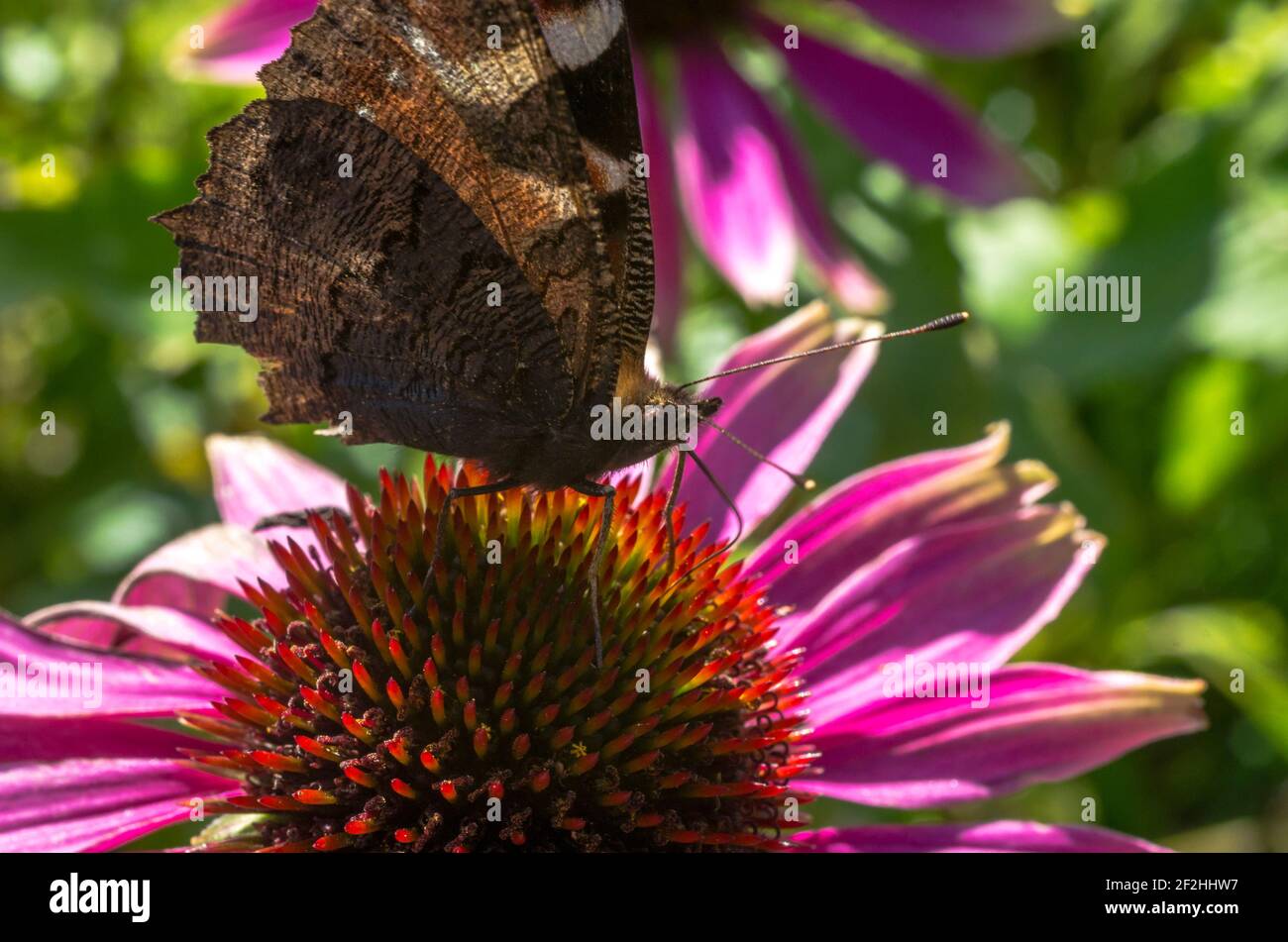 Una farfalla di pavone (Aglais io), che mostra la parte inferiore delle ali, su un fiore di echinacea UK Foto Stock