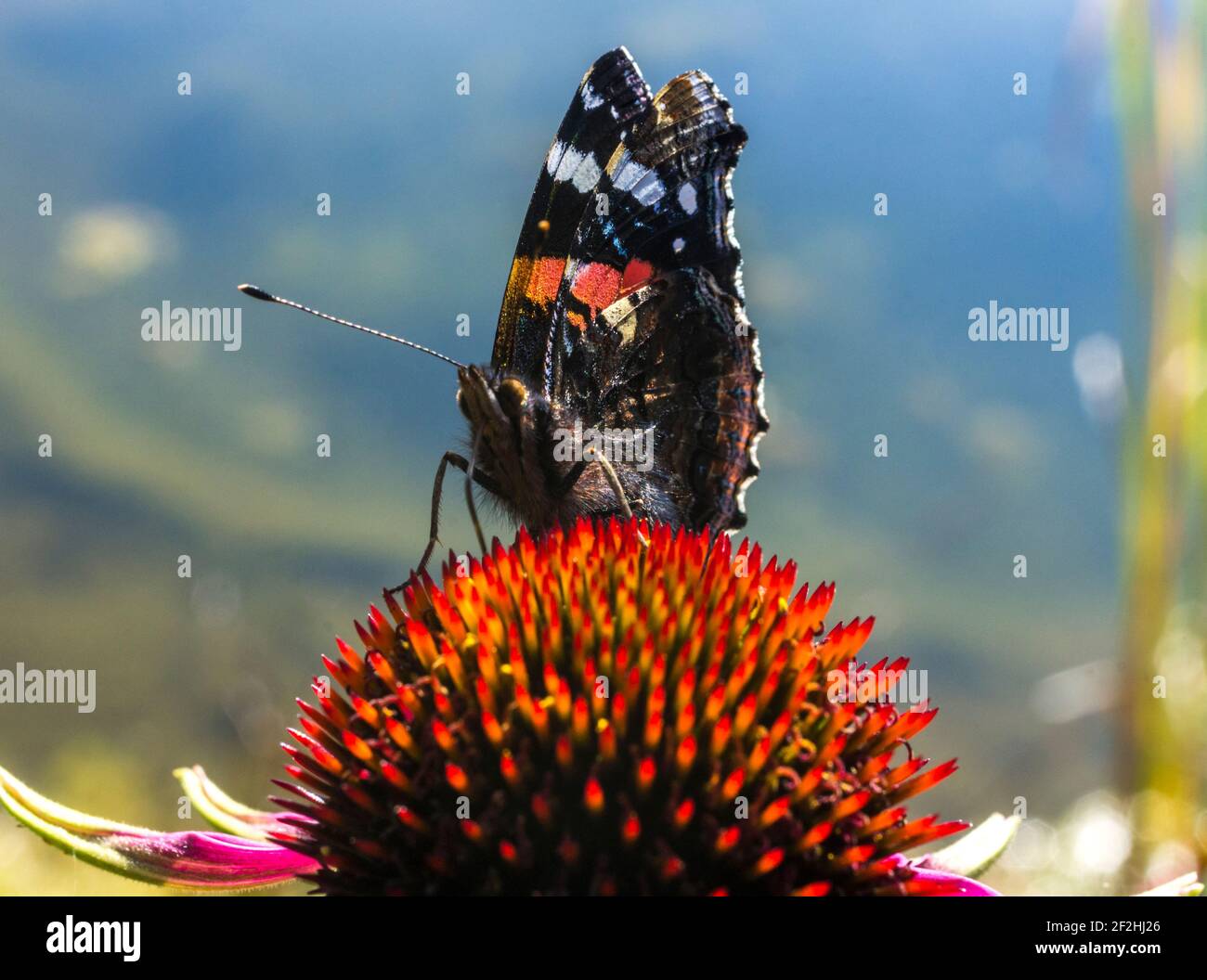 Una farfalla Ammiraglio Rossa (Vanessa atalanta), ali chiuse, vista laterale, su un fiore di echinacea UK Foto Stock