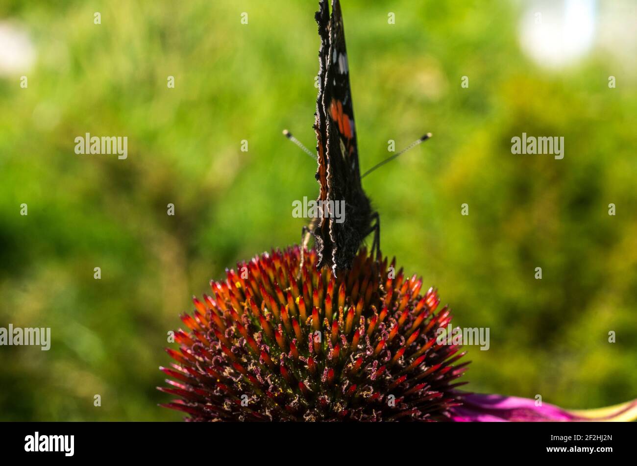 Una farfalla Ammiraglio Rossa (Vanessa atalanta), le ali chiuse, da dietro, su un fiore di echinacea UK Foto Stock