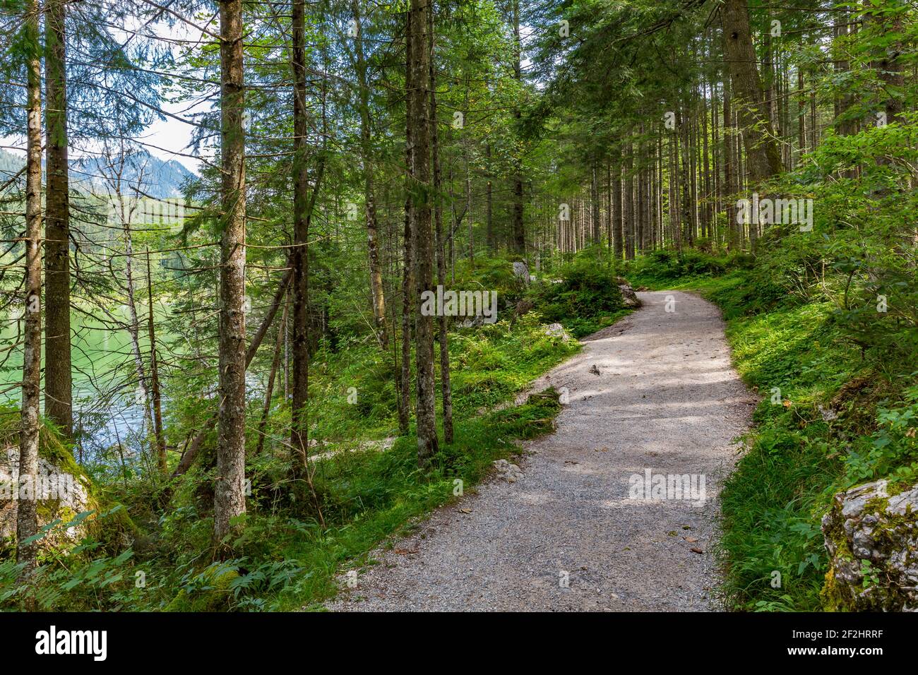 Sentiero forestale intorno all'Hintersee, tree stump, Ramsau, Berchtesgaden, Alpi Berchtesgaden, Berchtesgaden National Park, Berchtesgadener Land, alta Baviera, Baviera, Germania, Europa Foto Stock