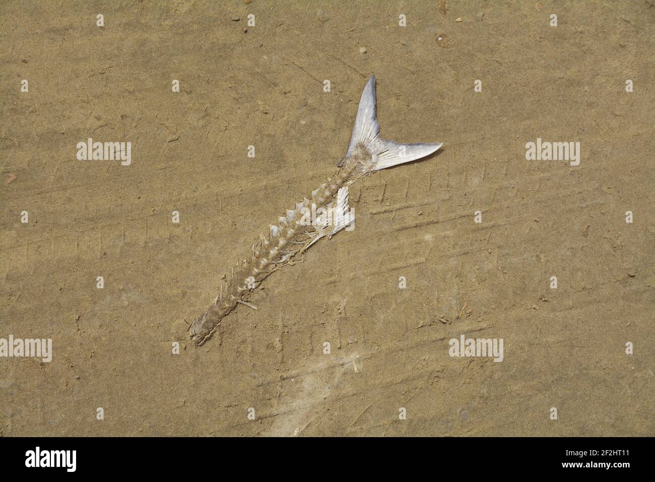 Pesce scheletro nella sabbia sulla spiaggia, Nuova Zelanda Foto Stock