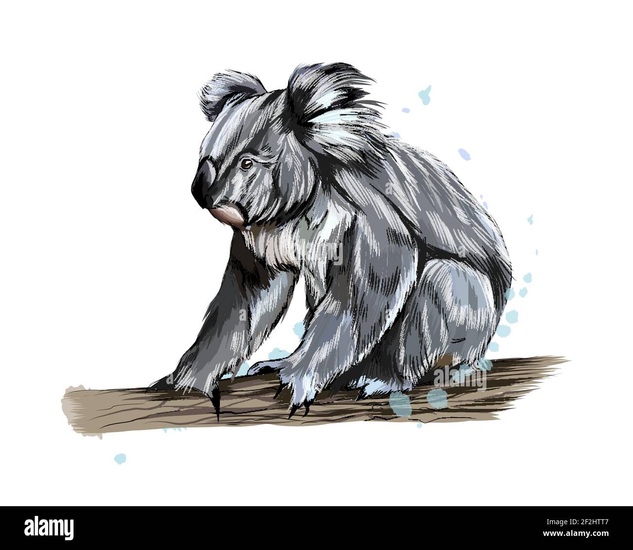 Koala da una spruzzata di acquerello, disegno colorato, realistico. Illustrazione vettoriale delle vernici Illustrazione Vettoriale