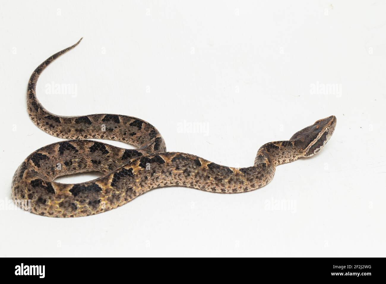 Malese terreno pit viper serpente, Calloselasma rhodostoma isolato su sfondo bianco Foto Stock