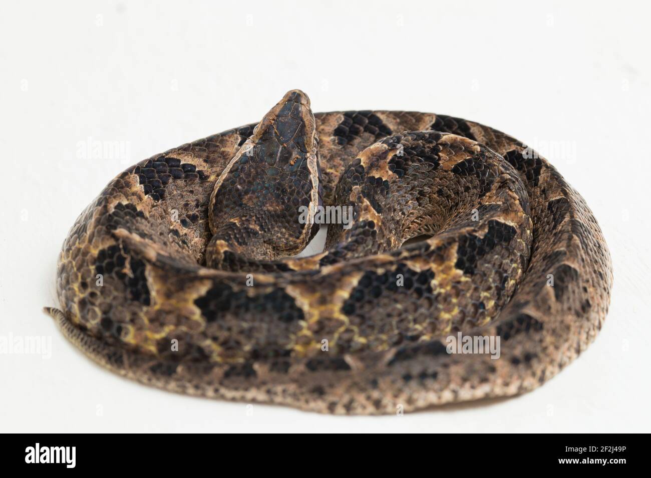 Malese terreno pit viper serpente, Calloselasma rhodostoma isolato su sfondo bianco Foto Stock