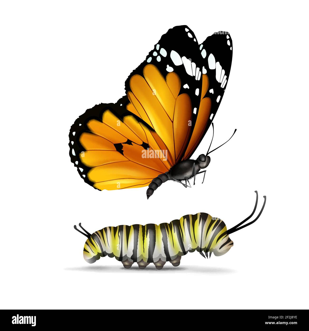 Vettore realistico Tiger normale o African Monarch farfalla e caterpillar primo piano vista laterale isolata su sfondo bianco Illustrazione Vettoriale