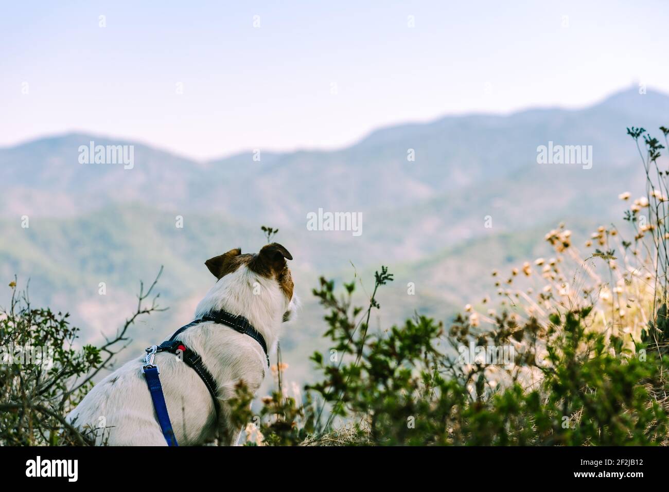 Cane che riposa durante l'escursione in montagna guardando incredibile Cipro paesaggio Foto Stock