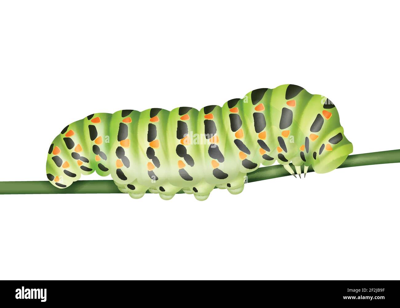 Machaon caterpillar verde vettoriale strisciando sul lato più vicino dello stelo vista isolata su sfondo bianco Illustrazione Vettoriale