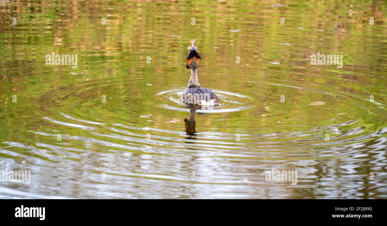 Primo piano di un grande gressere crestato (Podiceps cristatus) deglutire un pesce Foto Stock