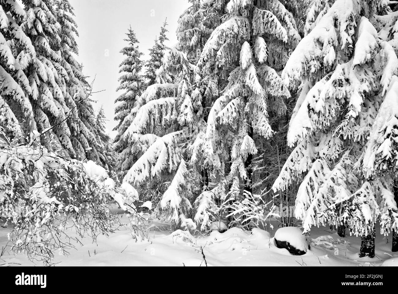 Inverno, albero, ghiacciato su, hoarfrost, gelo, Neve, paesaggio invernale, gomito, Rhön, Turingia, Germania, Europa, Foto Stock