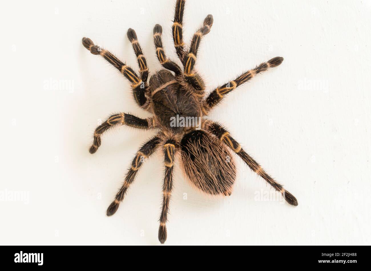Grammostola pulchripes (Golden Knee Tarantura) su sfondo bianco. Foto Stock