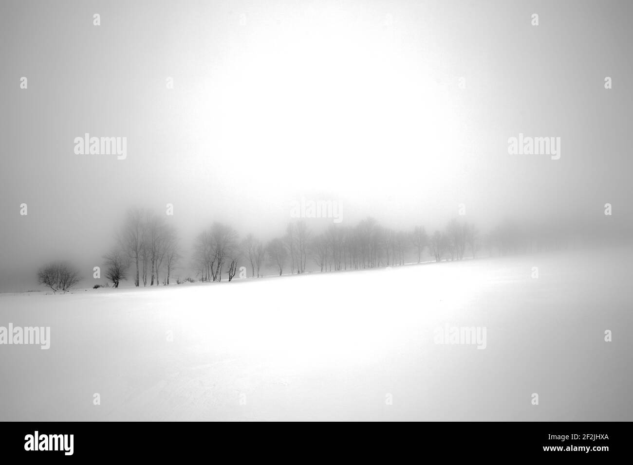 Inverno, albero, arbusto, cespugli, ghiacciato, Gelo, gelo, neve, gomito, Rhön, Turingia, Germania, Europa, Foto Stock