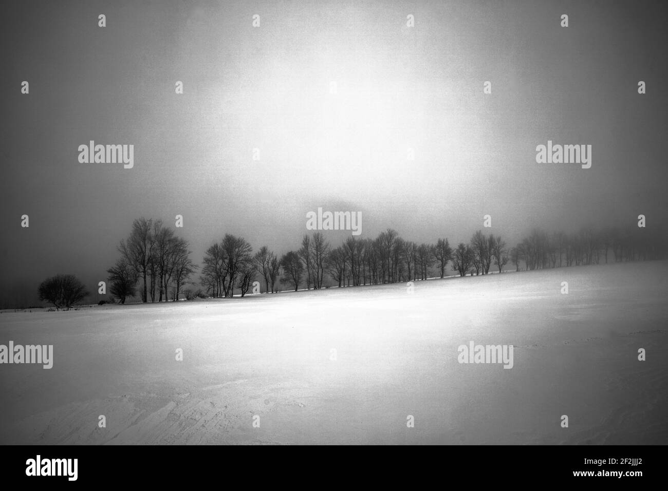 Inverno, albero, arbusto, cespugli, ghiacciato, Gelo, gelo, neve, gomito, Rhön, Turingia, Germania, Europa, Foto Stock