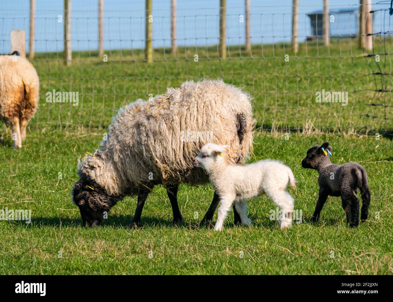 Shetland pecora agnello gemelli con madre pecora in campo in sole, East Lothian, Scozia, Regno Unito Foto Stock