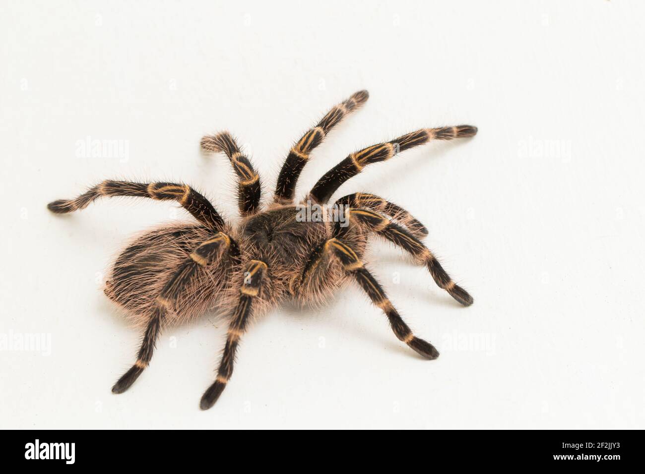 Grammostola pulchripes (Golden Knee Tarantura) su sfondo bianco. Foto Stock