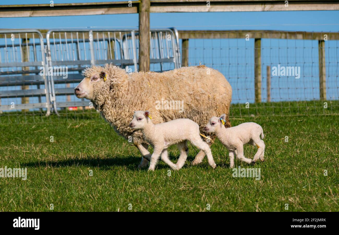 Shetland pecore agnello gemelli che corre con madre pecora in campo in sole, Lothian orientale, Scozia, Regno Unito Foto Stock