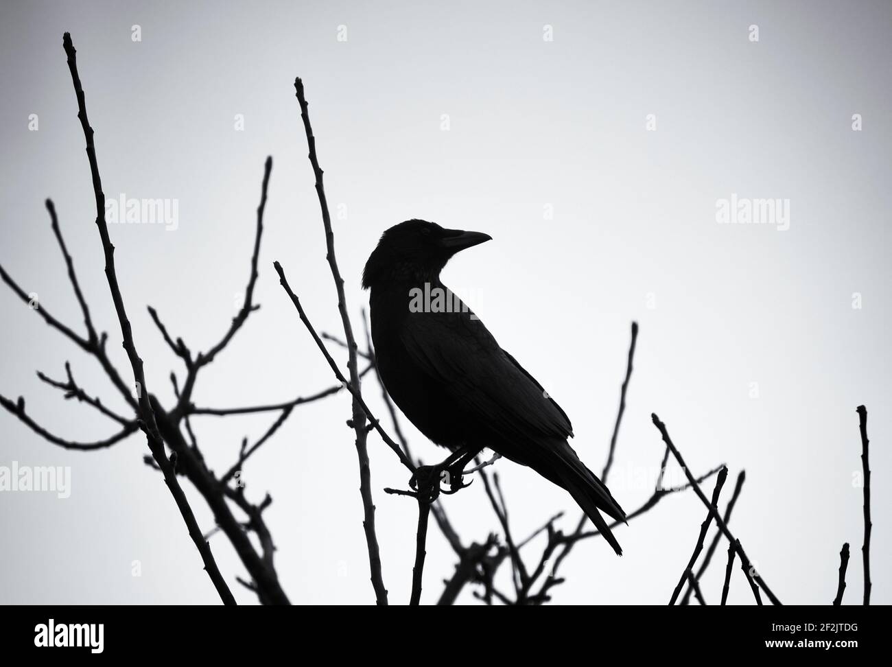 Silhouette di un uccello su un albero in inverno; UK Foto Stock