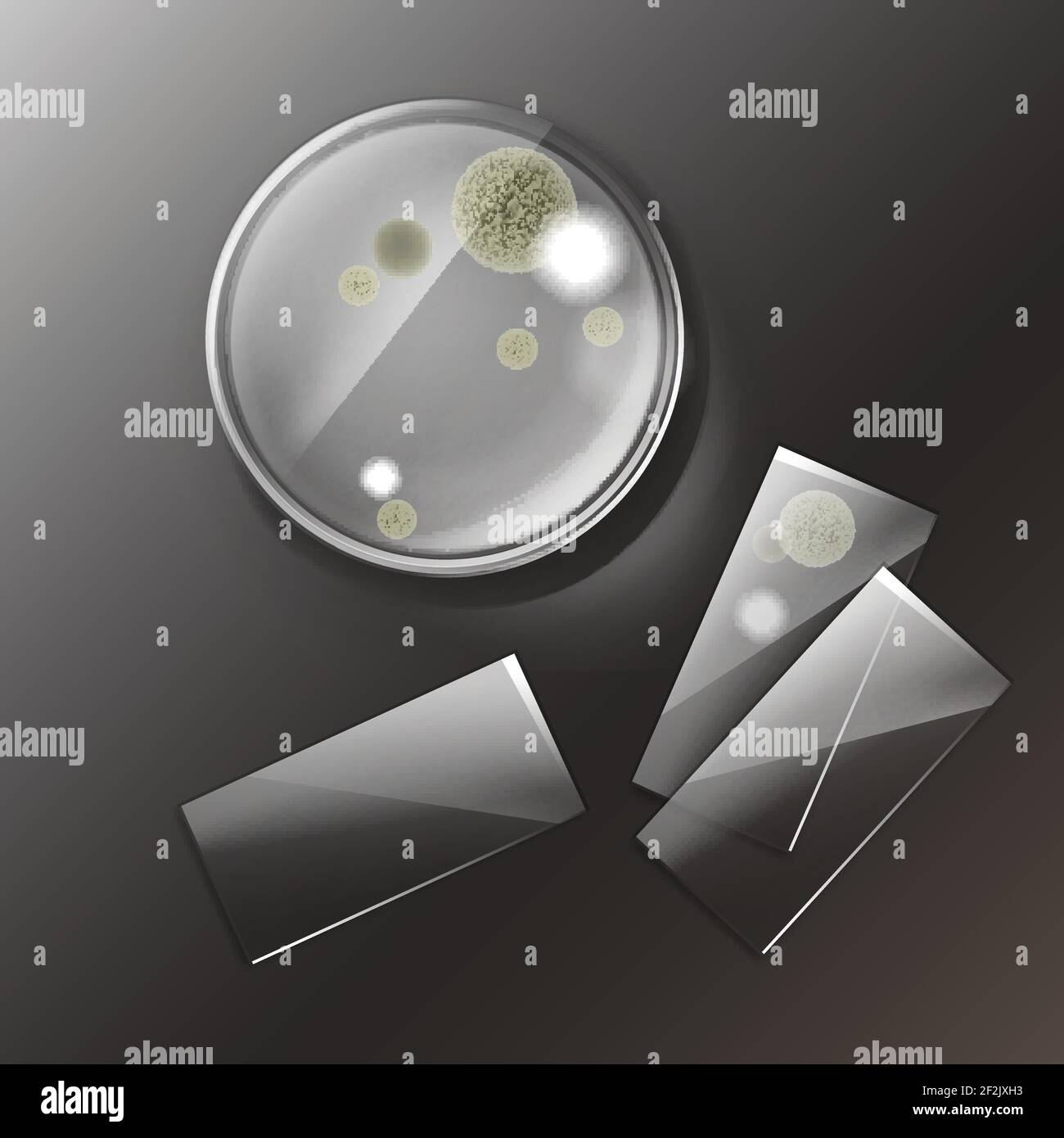 Capsula di Petri vettoriale con muffe, colonie batteriche vista dall'alto isolata sullo sfondo Illustrazione Vettoriale
