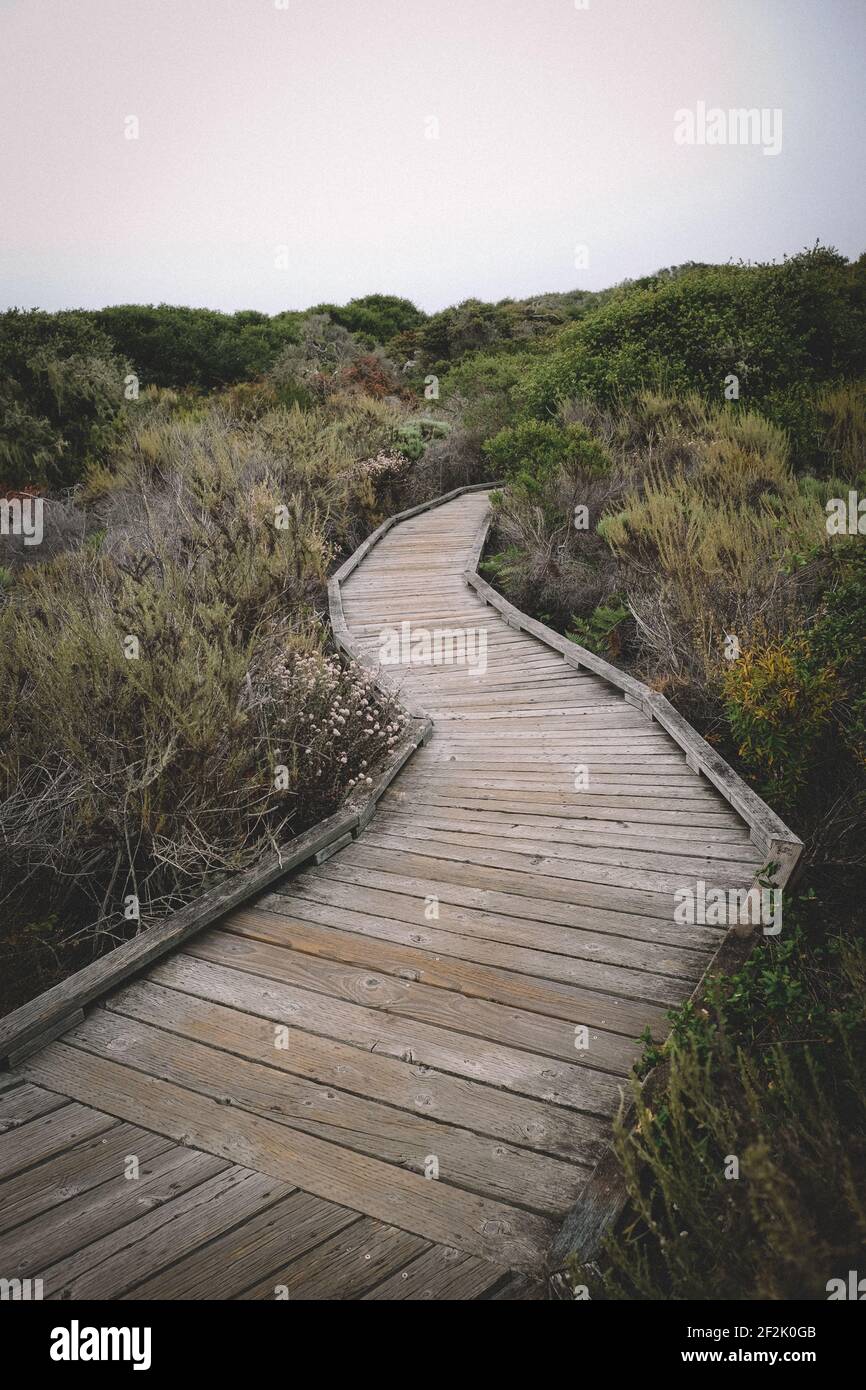 Walkway di legno conduce attraverso la foresta di elfin Foto Stock