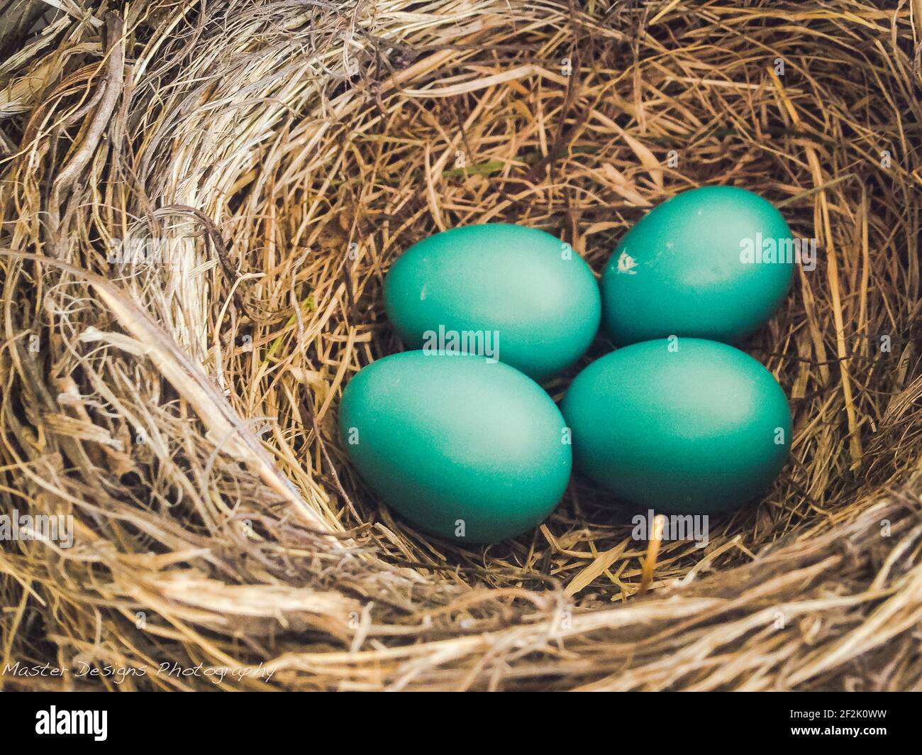 4 quattro uova di Robin in nido di tessuti Foto Stock