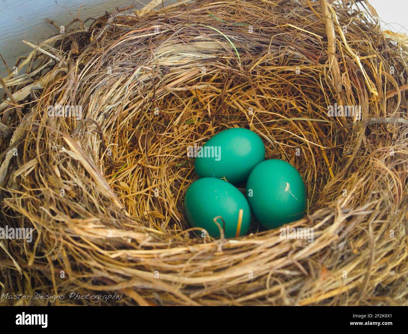 3 tre uova di Robin in un Nido di tessitura Foto Stock