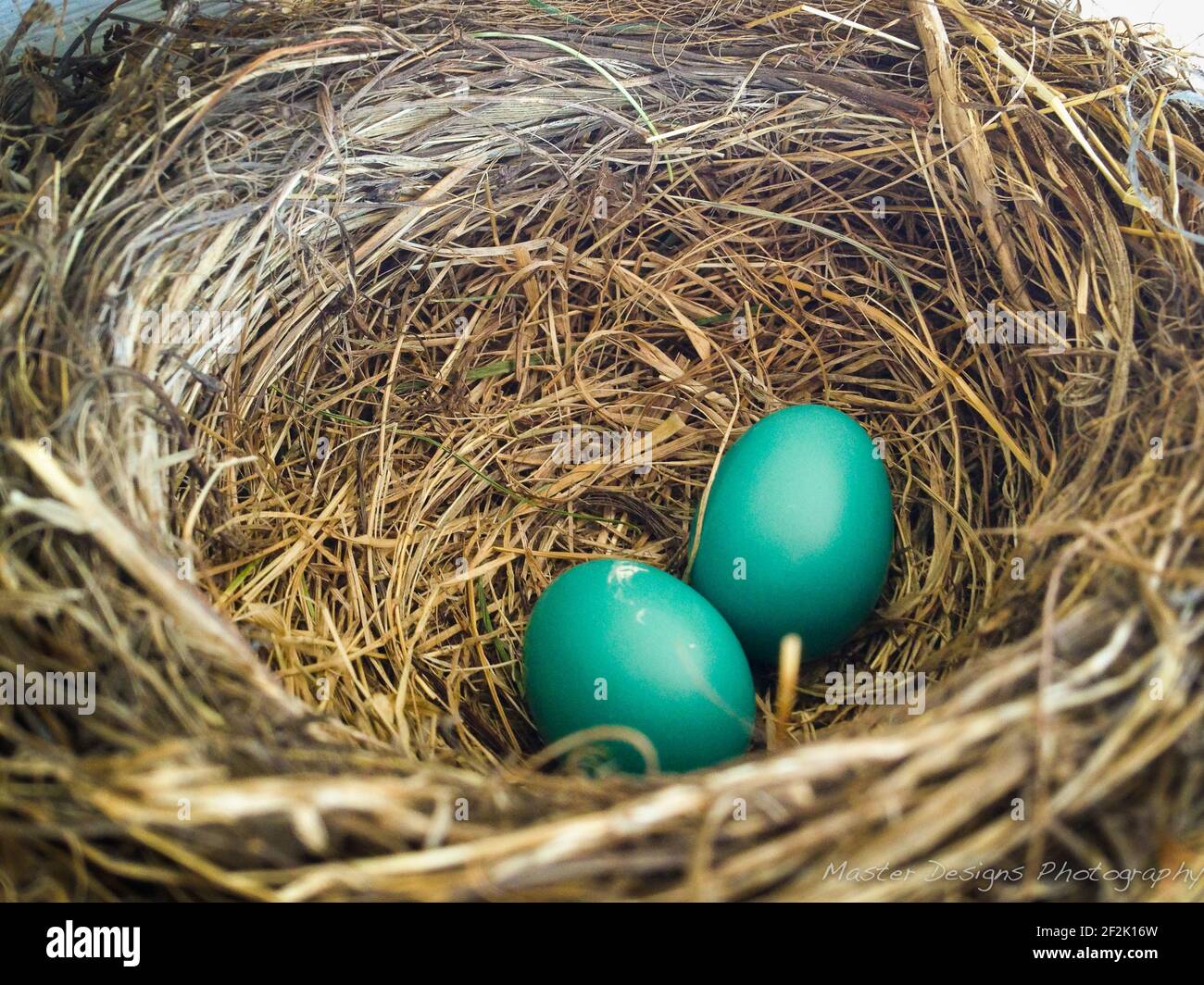 2 due uova di Robin in un Nido di tessitura Foto Stock