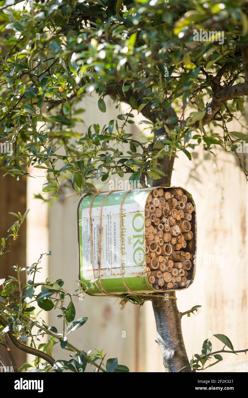 Una casa per le api solitarie fatta da un olio di oliva riciclato lattina e bambù legato ad un cespuglio pirocanthus in un giardino a Exeter, Devon, Regno Unito. Foto Stock