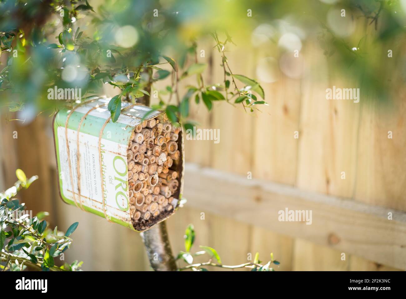 Una casa per le api solitarie fatta da un olio di oliva riciclato lattina e bambù legato ad un cespuglio pirocanthus in un giardino a Exeter, Devon, Regno Unito. Foto Stock