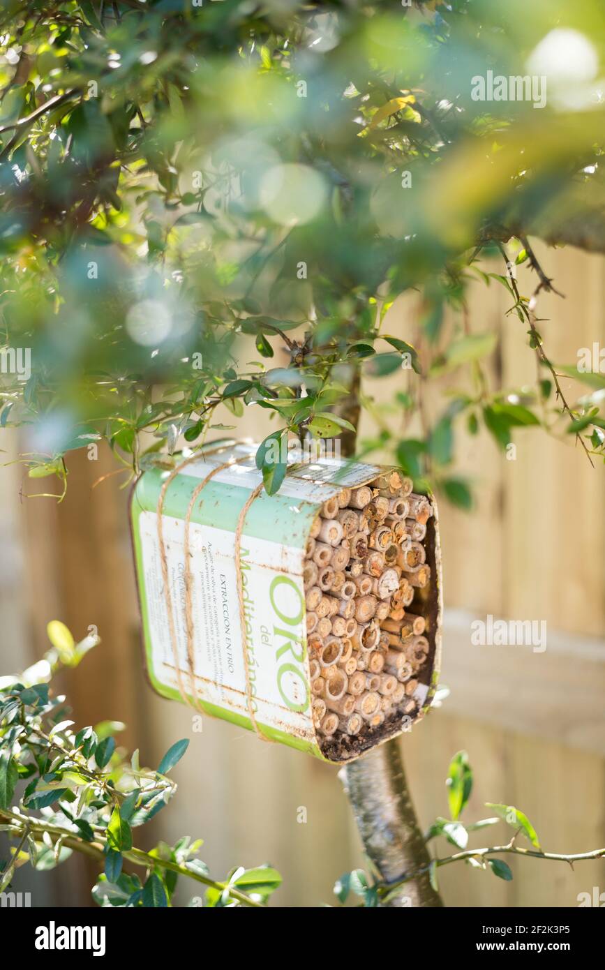 Una casa per le api solitarie fatta da un olio di oliva riciclato lattina e bambù legato ad un cespuglio pirocanthus in un giardino a Exeter, Devon, Regno Unito. Foto Stock