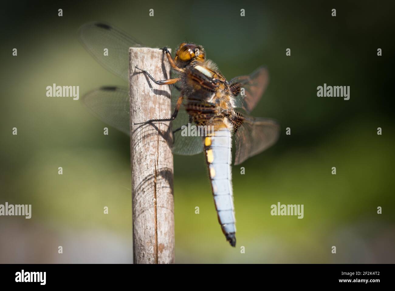 Un cacciatore maschile di corpo largo (Libellula depressiva) libellula in un giardino a Devon, Regno Unito. Foto Stock