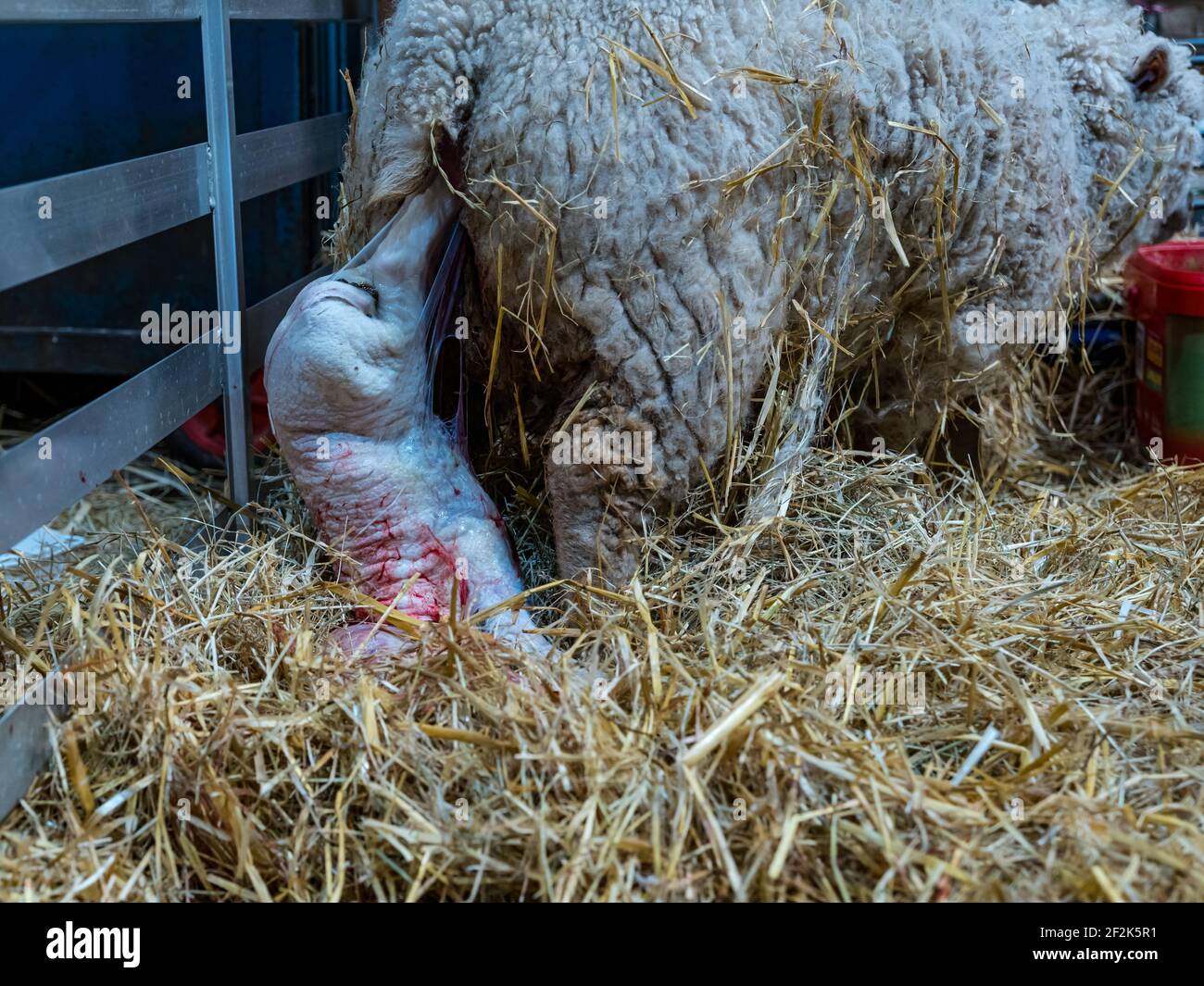 Pecora Shetland che dà alla luce l'agnello neonato nel fienile, East Lothian, Scozia, Regno Unito Foto Stock