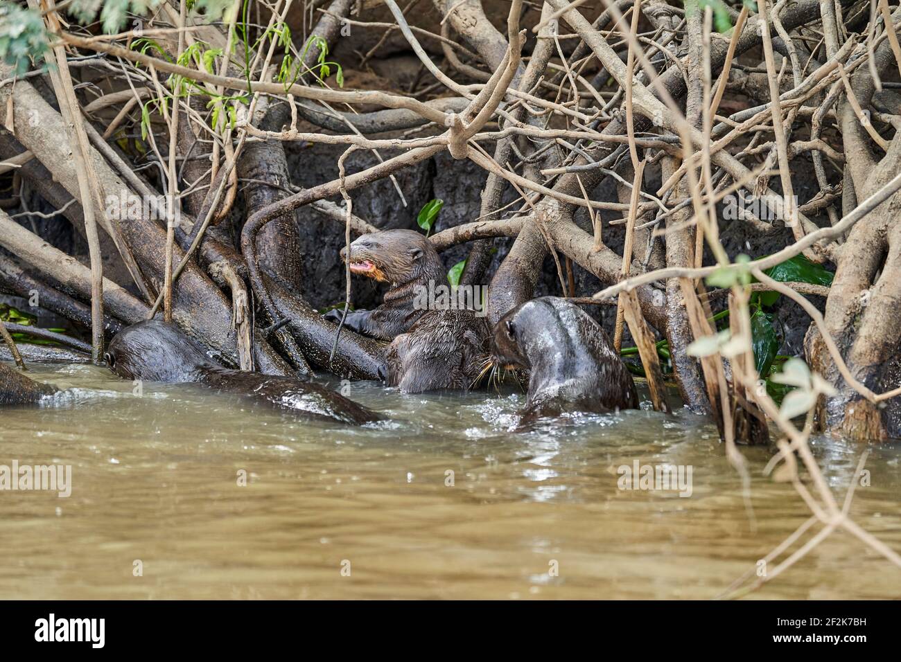 Lontra di fiume gigante, Pteronura brasiliensis, un mammifero carnivoro sudamericano, membro più lungo della famiglia delle weaselle, Mustelidae. Festa del gruppo delle Otters Foto Stock