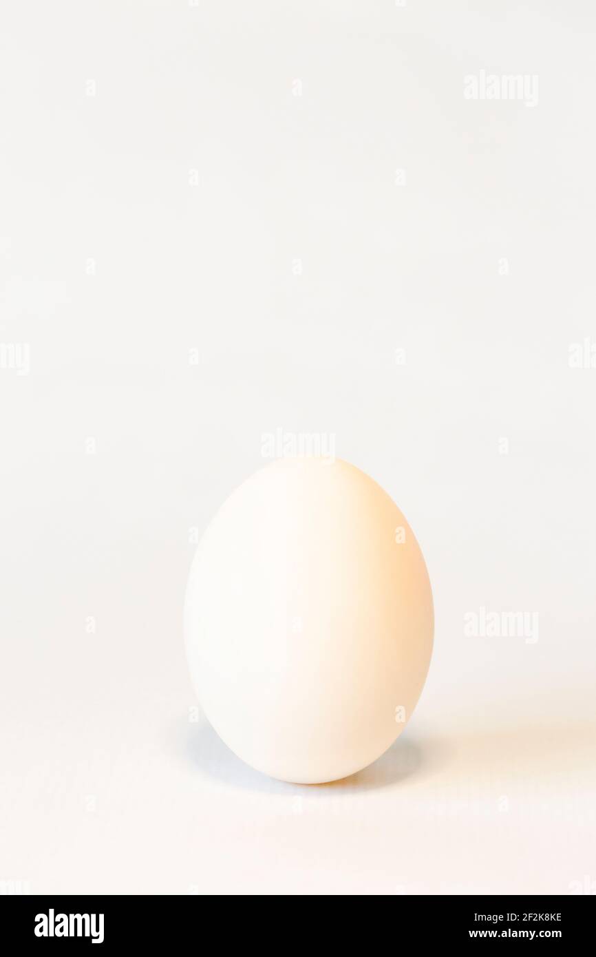 Uovo d'anatra bianco su sfondo bianco Foto Stock