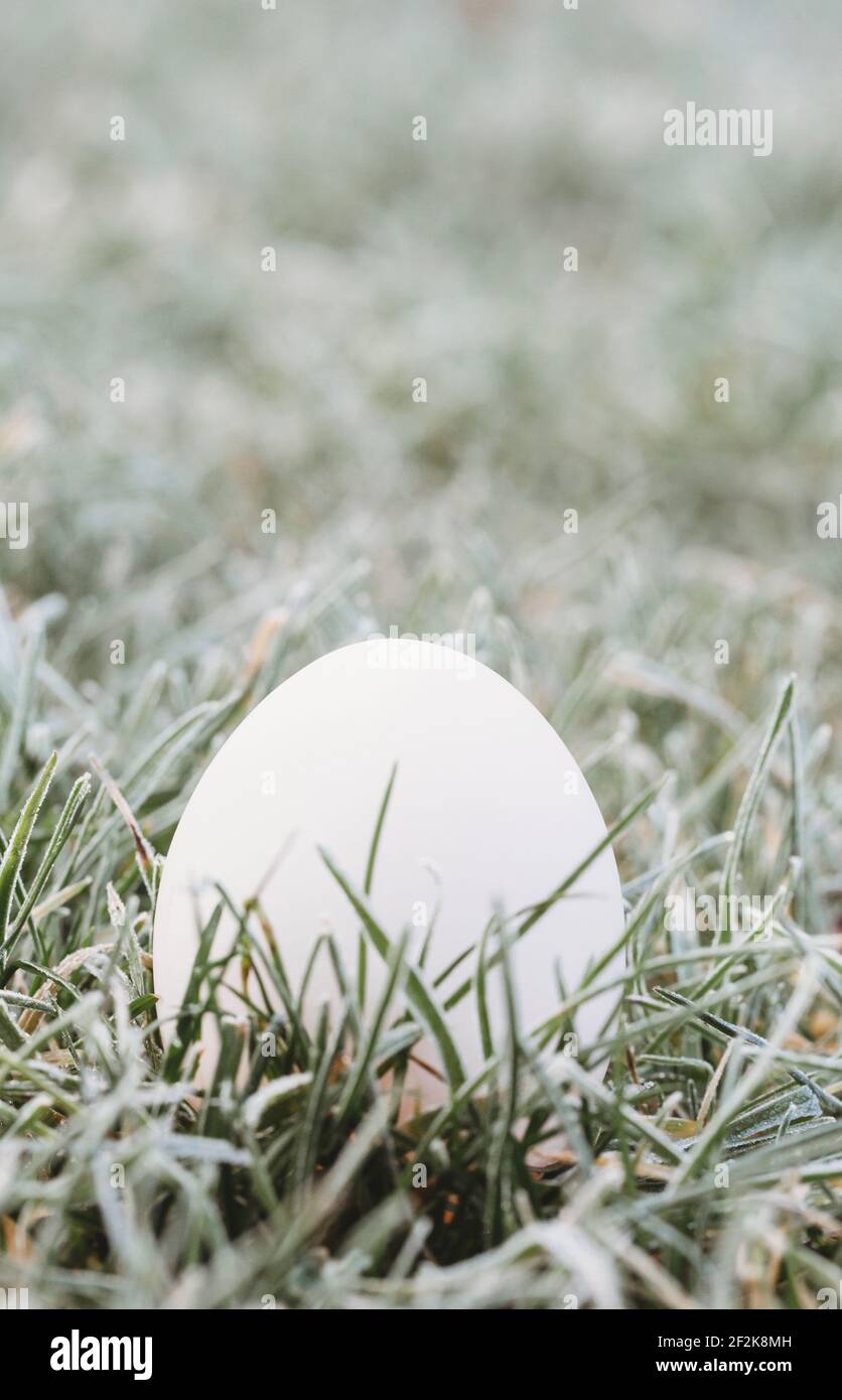 Uovo d'anatra bianco su erba coperta di gelo Foto Stock