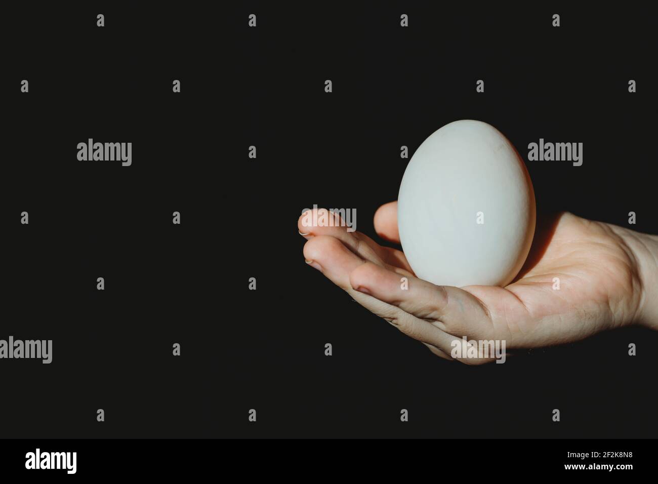Mano del bambino che tiene l'uovo d'anatra bianco su uno sfondo nero Foto Stock