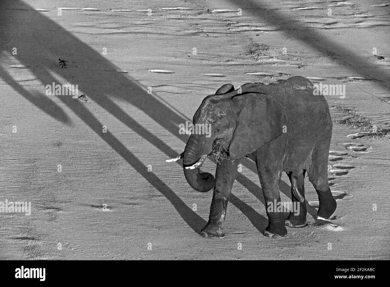 African Elephant Loxodonta africana 13515 BW Foto Stock