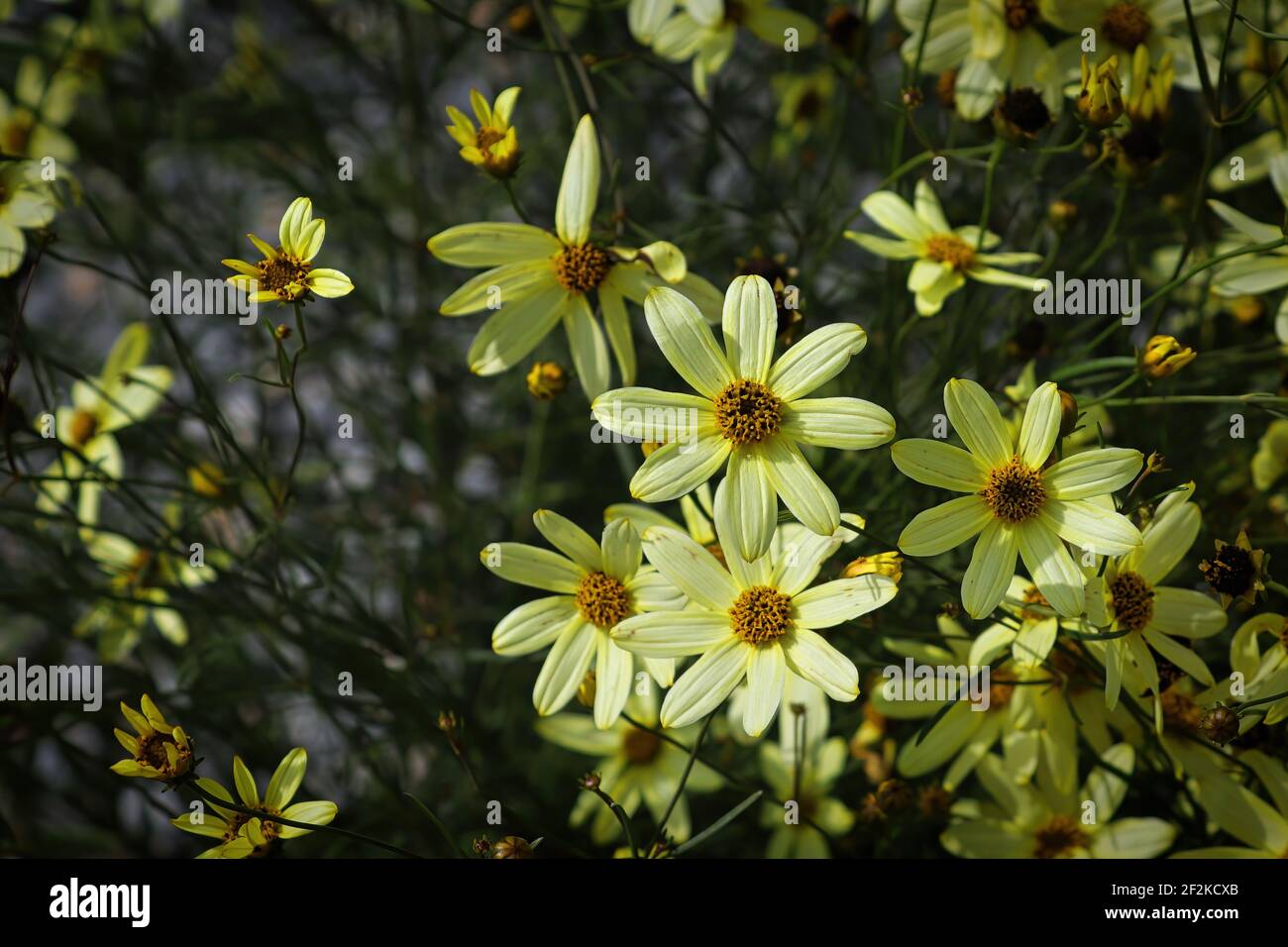 Giardino di fondo letto di crema e fiori di semi di cazzo giallo Foto Stock