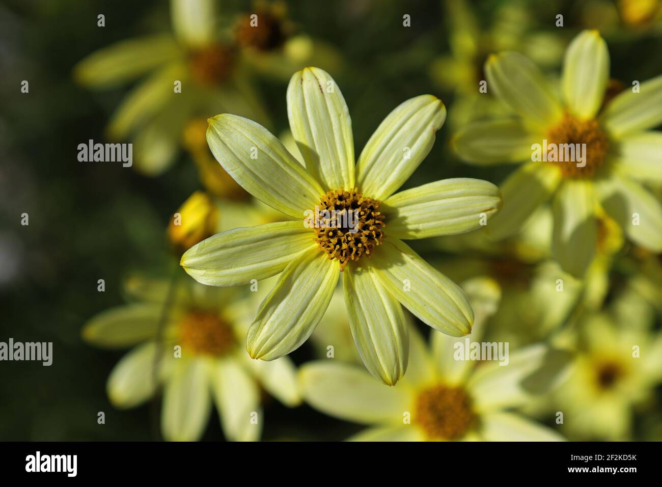 Macro sfondo di fiori di semi di cazzo in piena fioritura Foto Stock