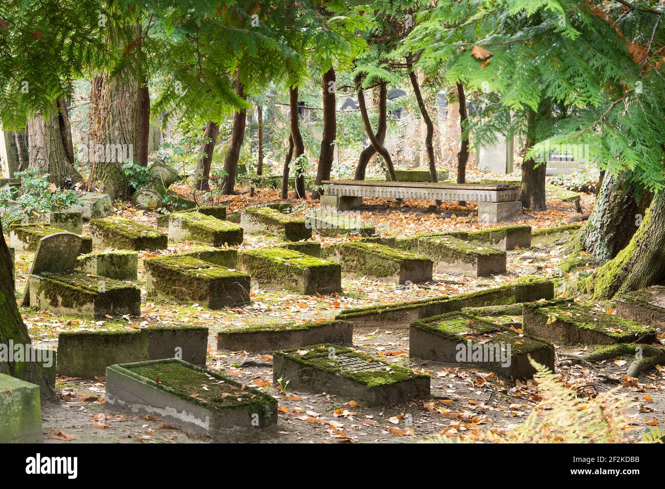 Berlino, cimitero ebraico Berlino Weissensee, urna campo, lapidi tomba, muschio Foto Stock