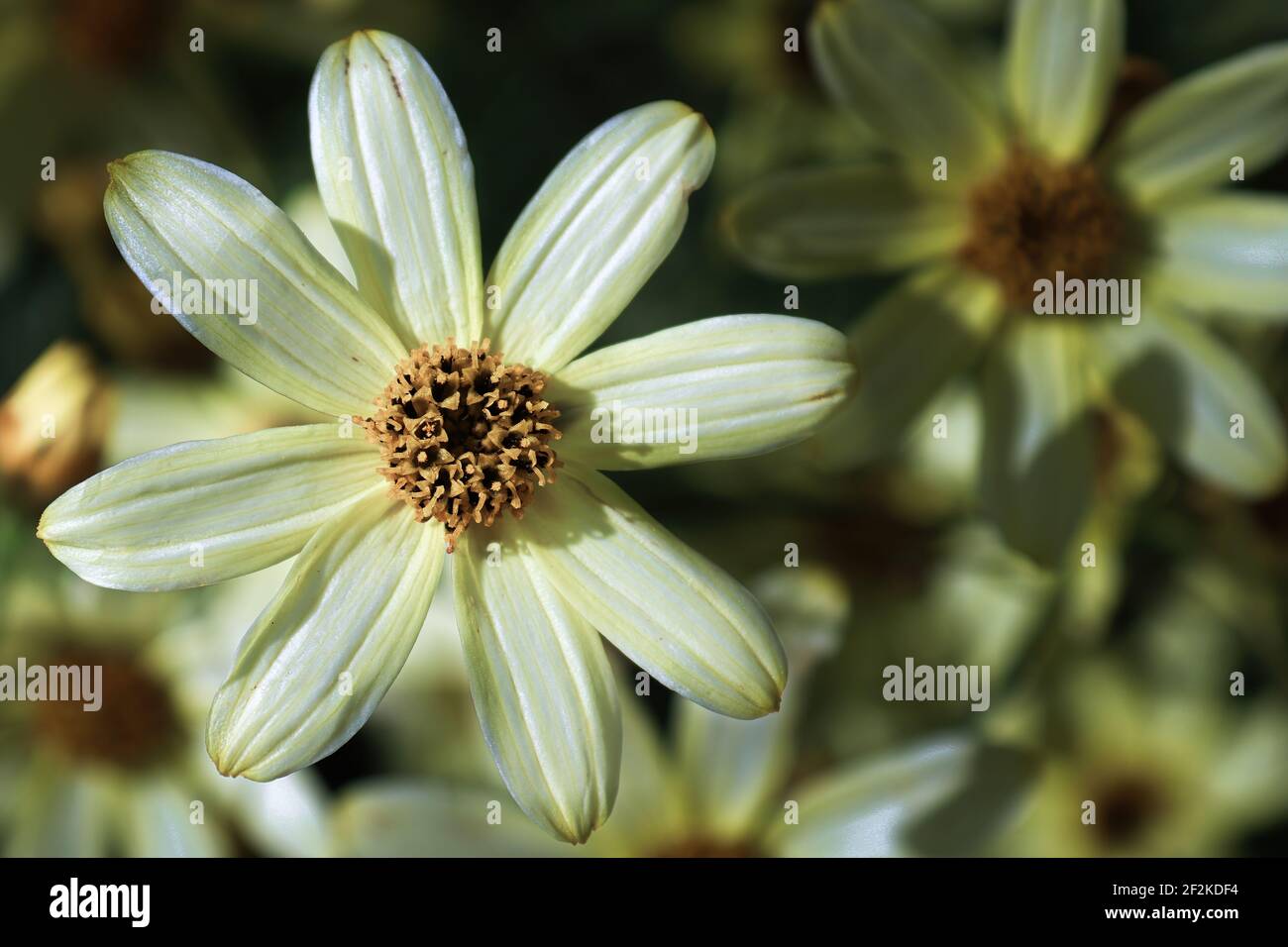Macro sfondo di fiori di semi di cazzo in piena fioritura Foto Stock