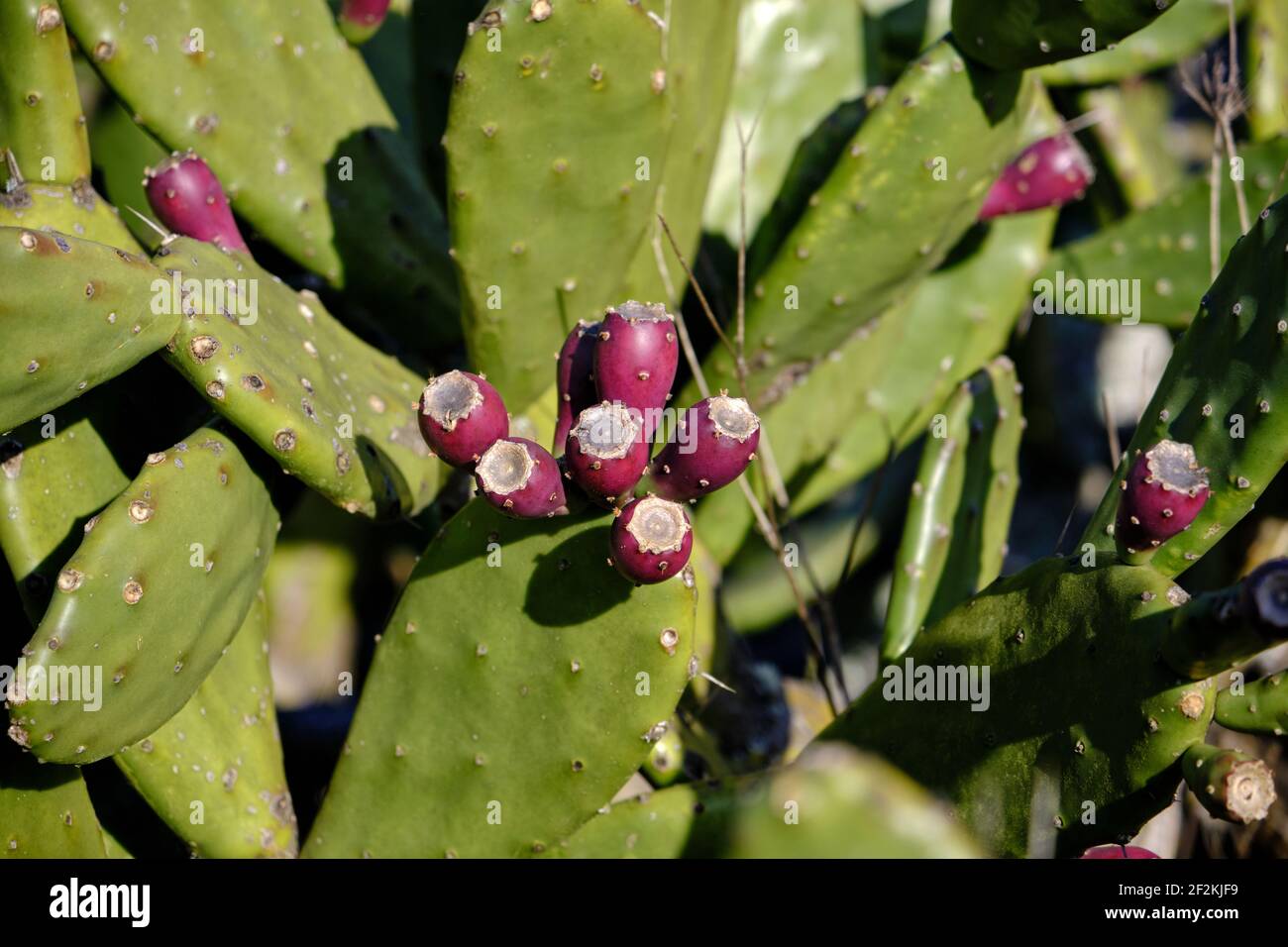 Dettaglio di opuntia ficus indica o pera prickly con frutta Foto Stock