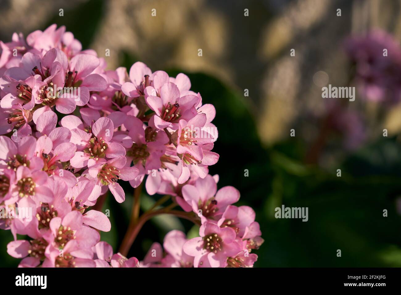 Pianta ornamentale bergenia con foglie di cuore fiori rosa primo piano Foto Stock